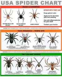 Usa Spider Chart Deadly Dangerous Spider Bite First Aid