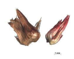 Image result for Centemopsis kirkii