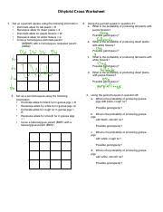 For the first two questions, determine the following: Dihybridcross Ws 1 Pdf Dihybrid Cross Worksheet 1 Set Up A Punnett Square Using The Following Information Dominate Allele For Tall Plants D Course Hero