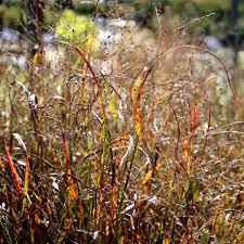Image result for Panicum novemnerve