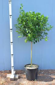 We did not find results for: Ficus Microcarpa Is A Beautiful Plant For Sale Online Now