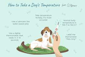 If your furry friend has some symptoms of fever as mentioned above, follow these tips to help him treated right way: Learn A Dog S Normal Body Temperature