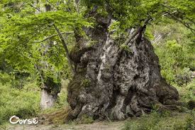Un arbre au tronc énorme près de 6 mètres de circonférence avec 5 charpentières, 5 grosses branches. L Arbre De L Annee 2015 Les Arbres Remarquables Franceregion Fr