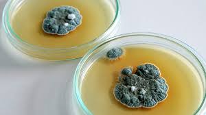 Making penicillin is not hard, but can take some time. Bbc Learning English 6 Minute English Penicillin Breaking The Mould