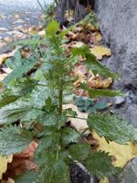Image result for Urtica