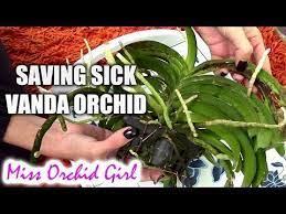 We did not find results for: Saving Vanda Orchid With Root Rot And Fungal Infection Youtube Vanda Orchid Root Rot Orchids