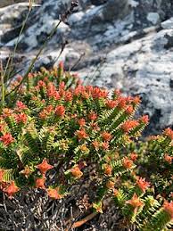 Image result for Penaeaceae