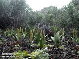 Image result for Ophioglossum polyphyllum