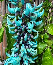 How to successfully grow vines? 5 Easy To Grow Tropical Vines With Dazzling Blue Flowers Dengarden