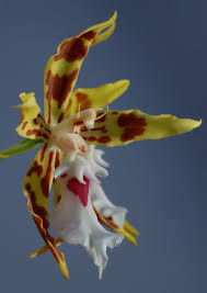 Odontoglossum Constrictum Flower Macro Orhidei Orhideya Cvety