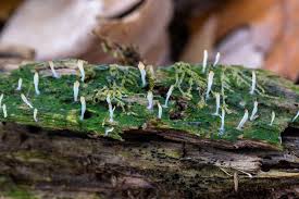 Image result for Multiclavula mucida