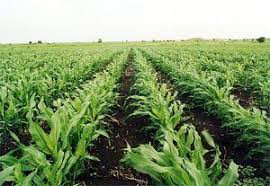 زراعة محاصيل العروة الصيفية بالجزيرة Https Wp Me Pbwkda Fhw اخبار السودان الان من كل المصادر Sudan Sudanese Africa Egypt Ig Plants Farmland Vineyard