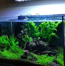 My Low Tech Tank Has Been Going Strong With Seeing A Lot Of Shrimp At All Stages Of Life The Plants Are Doing Great With The Christmas Moss A Planted Aquarium