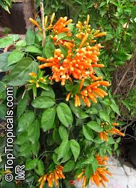 Image result for Pyrostegia