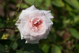 The patent was filed on october 14, 1975 and was issued february 1, 1977. Gardenzeus Recommendations For Climbing Rose Varieties In California Zone 13