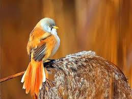golden bird most beautiful birds beautiful birds pet birds