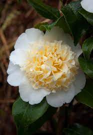 Camellia Brushfield S Yellow Japonica Is About As Yellow As You Can Go In Hardy Camellias A Vigorous B Camellia Flower Flower Decorations Unique Flowers