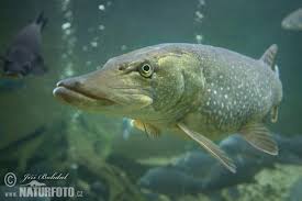 It is a northern pike, and the mark was printed in europe. Northern Pike Photos Northern Pike Images Nature Wildlife Pictures Naturephoto