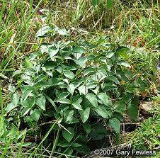 Image result for Vincetoxicum