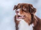 14 Beautiful Australian Shepherd Colors - With Pictures!