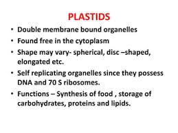 What Is The Function Of Plastids?A. Leucoplasts Store The Reserve Food In  The Form Of Starch Grains Or Oil Droplets Or Proteins.B. Chromoplasts Help  In Pollination And Dispersal Of Seeds And Fruits.C.