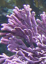 Image result for Amphicarpaea africana