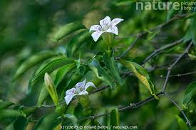 Image result for Rothmannia