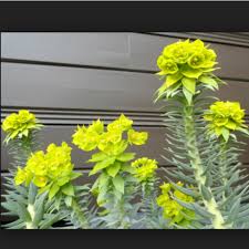 Image result for Euphorbia ugandensis