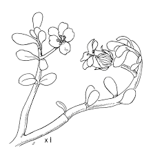 Image result for Bacopa monnieri