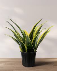 Image result for Sansevieria humiflora