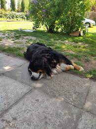 It S Possible To Lead A Cow Upstairs But Not Downstairs Pin On Bernese Bruno