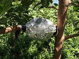 Take one of the large kitchen bags and use it to bag the cup with the cutting. Different Methods For Propagating Fruit Trees From Cuttings Etc The Permaculture Research Institute
