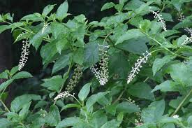 Image result for Phytolacca