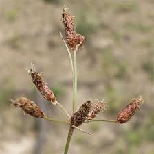Image result for Fimbristylis squarrosa