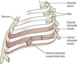 The Respiratory System Ross And Wilson Anatomy And Physiology In Health And Illness 11e Ross and wilson is essential reading for anyone embarking on a career as a healthcare professional, especially in the 13 the urinary system. ross and wilson anatomy and physiology