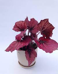 Lavender (lavandula) lavender on a bright windowsill. 15 Impressive Red Indoor Plants Houseplants With Red Leaves
