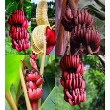 Warm temperatures hasten banana tree blooming and fruit growth. Full Sun Exposure Red Banana Plant For Fruits Rs 55 Plant Rudra Agro Nursery Id 20623799212