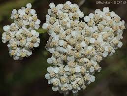 Common Yarrow Yarrow Milfoil Achillee Millefeuille Herbe A Dinde Achillea Millefolium Synonyms Achillea Alpicola Achillea Arenicola Achillea Borealis Achillea Borealis Ssp Arenicola Achillea Borealis Ssp Californica Achillea Californica
