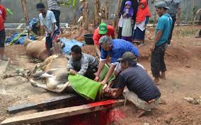 Penyerahan hewan kurban dari peserta kurban kepada ketua takmir. Kementerian Agama Republik Indonesia Kantor Wilayah Provinsi Lampung