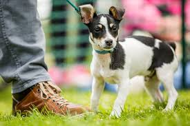 They are good with kids when socialized properly, but will usually not be a fan of other dogs. 132 Jack Russell Terrier Big Ears Photos Free Royalty Free Stock Photos From Dreamstime