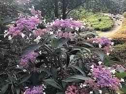 Image result for Striga aspera