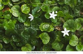 Image result for Geophila repens