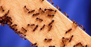 We take the pride of being the leading directory sites for pest control companies of the country. Common Pest Control Chemicals For Pest Control Businesses