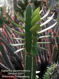 Image result for Euphorbia persistentifolia