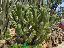 Onycholysis only goes away after new nail has replaced the affected area. Myrtillocactus Cochal Candelabra Cactus World Of Succulents Cactus Succulents Cacti And Succulents
