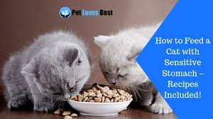 Sensitive stomach food for cats are designed to help cut out some of the guesswork. How To Feed A Cat With Sensitive Stomach Recipes Included Pet Loves Best