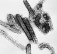 दुर्गा धंधी की  मस्त पोंद virus disease - Wikipedia