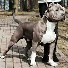62bd7ad31ad653e85a80cff38a337b41 Jpg 578 578 Pixels Pitbull Terrier American Pitbull Terrier Beautiful Dogs