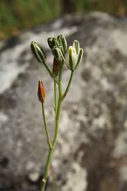 Image result for Albuca kirkii