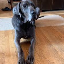 Is there an animal rescue in cincinnati oh? Home Peppermint Pig Animal Rescue